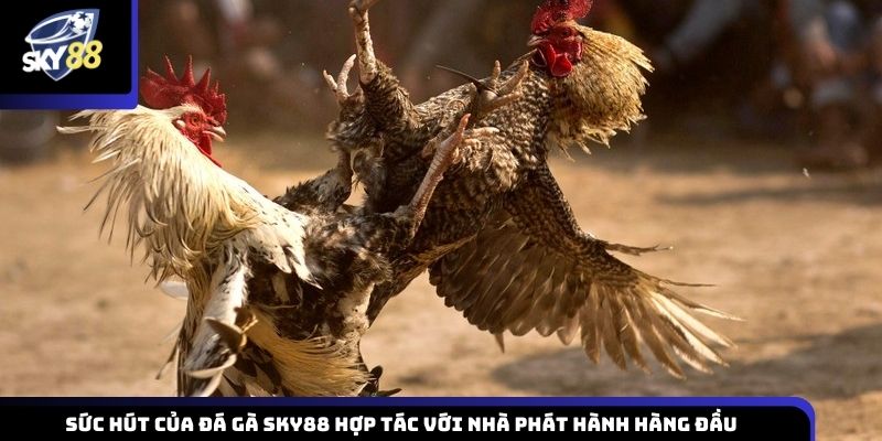 Sức hấp dẫn của đá gà Sky88 thông qua hợp tác cùng các nhà phát hành uy tín