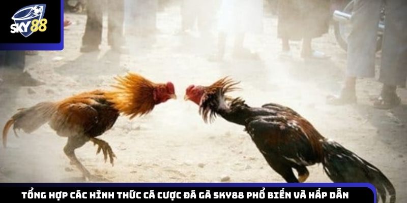 Tổng hợp những loại hình cá cược đá gà được nhiều người lựa chọn