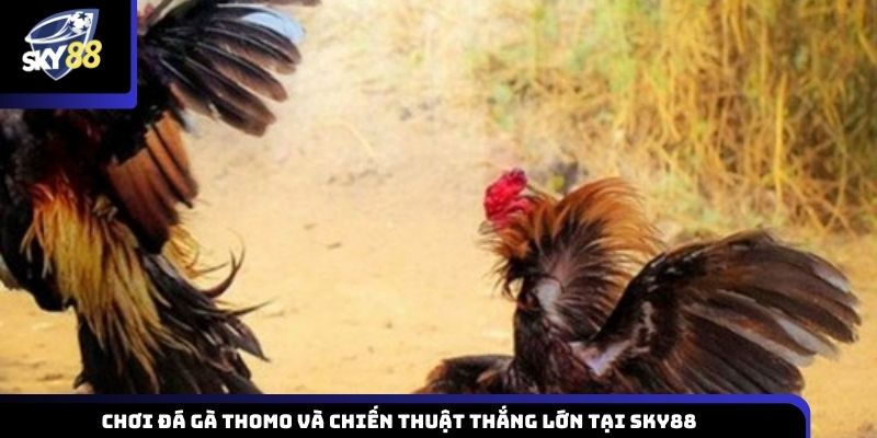 đá gà Thomo
