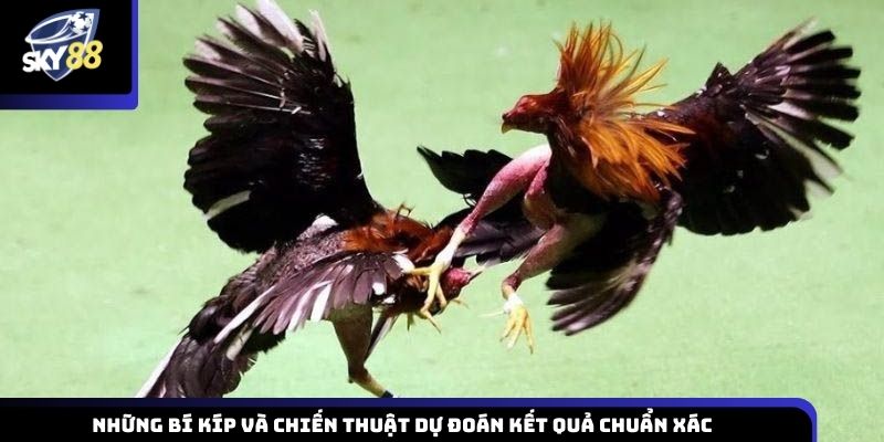 Kinh nghiệm và chiến lược soi kèo hiệu quả được chia sẻ từ cao thủ đá gà Sky88