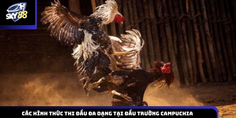 Những hình thức thi đấu phong phú được tổ chức tại đấu trường Campuchia