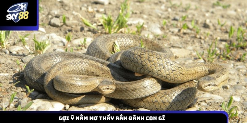 Gợi ý nằm mơ thấy rắn đánh con gì 