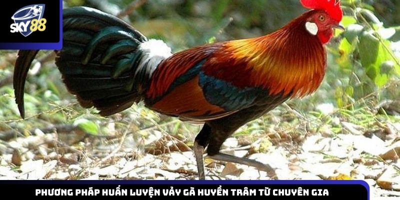 Phương pháp huấn luyện vảy gà huyền trâm từ chuyên gia