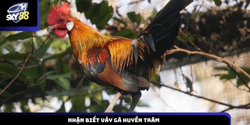 Nhận biết vảy gà huyền trâm